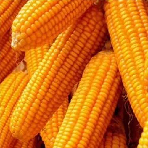 Hybrid Maize Seeds