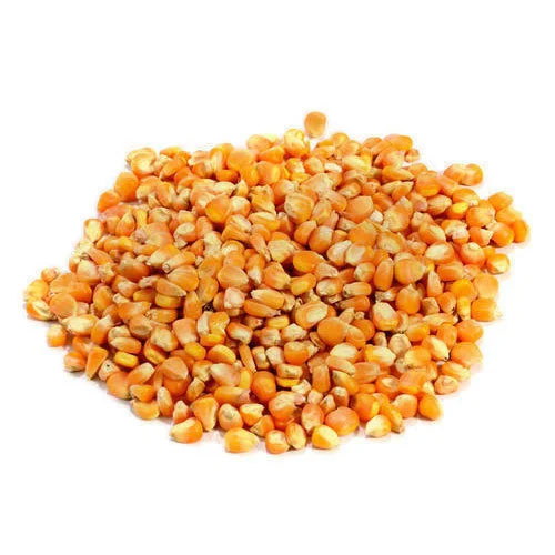 Hybrid Maize Seeds
