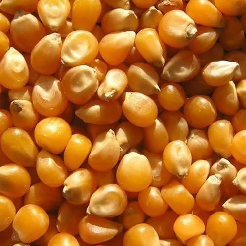 Hybrid Maize Seeds