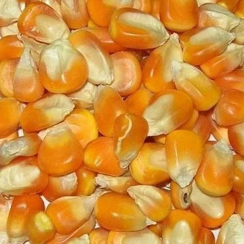 Hybrid Maize Seeds