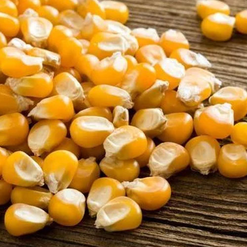 Hybrid Maize Seeds