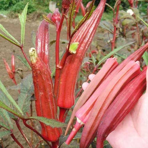 Hybrid Vegetable Seeds