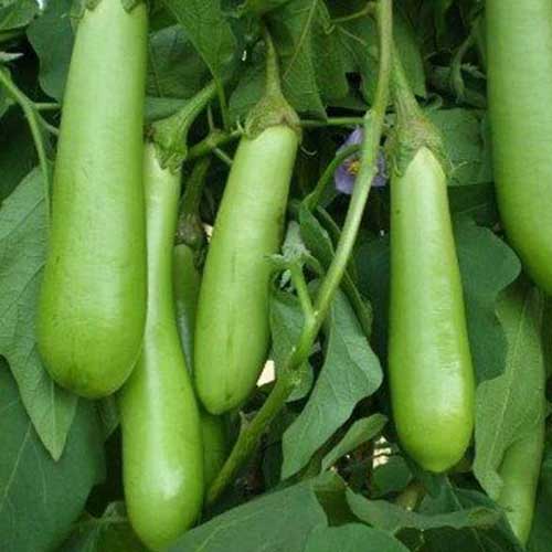 Hybrid Vegetable Seeds
