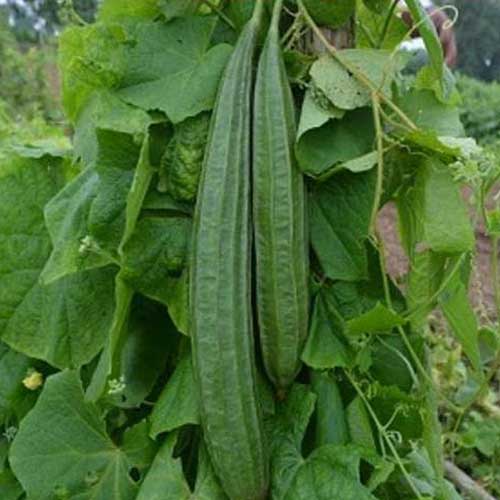 Hybrid Vegetable Seeds