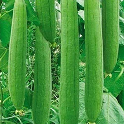 Hybrid Vegetable Seeds