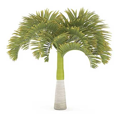 Ornamental Tree Seeds