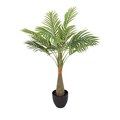 Ornamental Tree Seeds