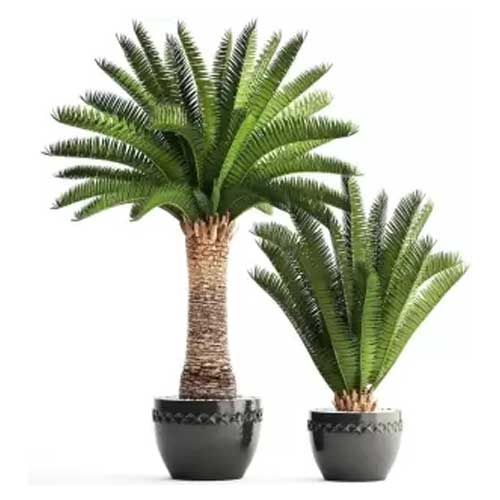 Ornamental Tree Seeds