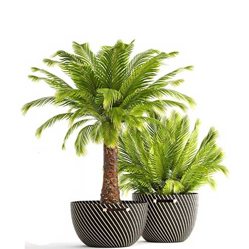 Ornamental Tree Seeds