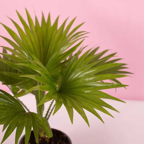 Ornamental Tree Seeds