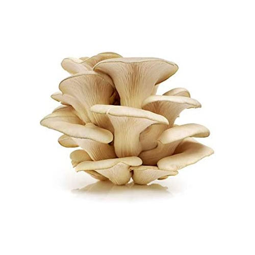 Mushroom Seeds