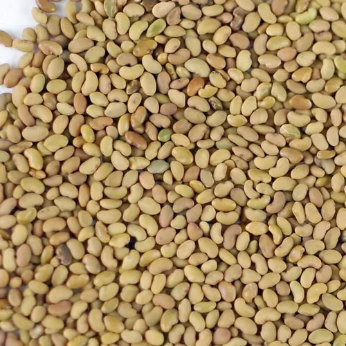 Alfalfa Seeds