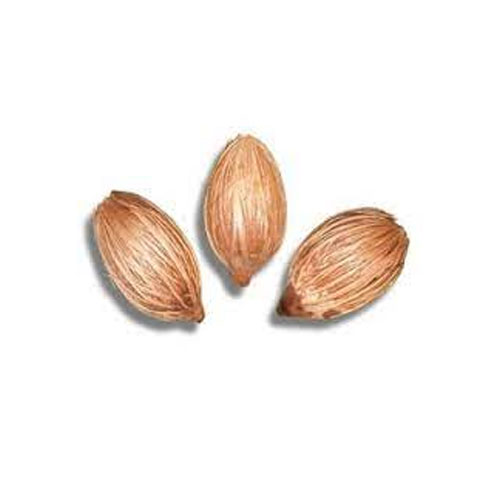 Palm Seeds