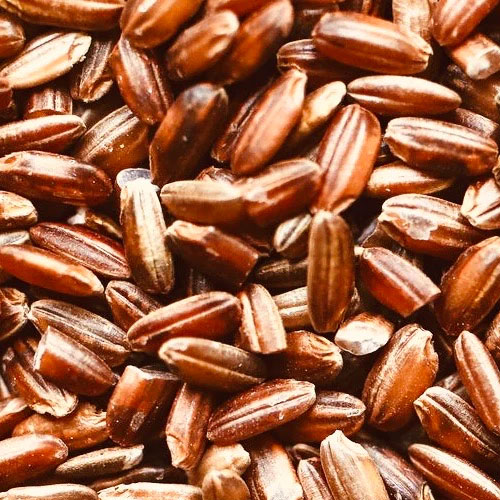 Rice Seeds
