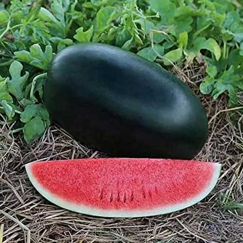 Black Watermelon Seeds
