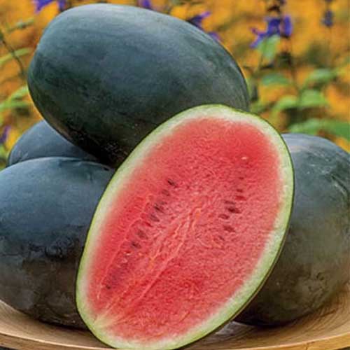 Black Watermelon Seeds