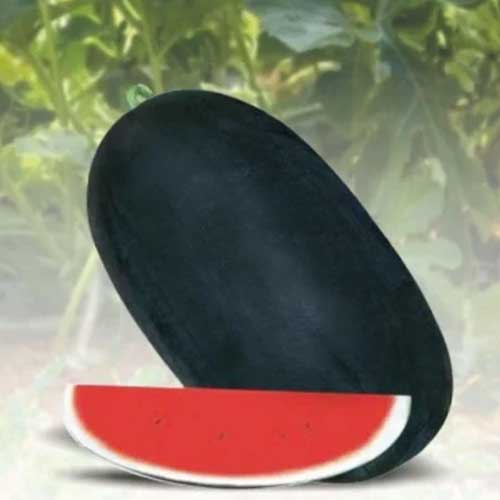 Black Watermelon Seeds