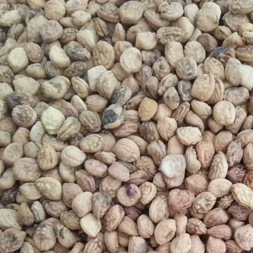 Sarpagandha Seeds