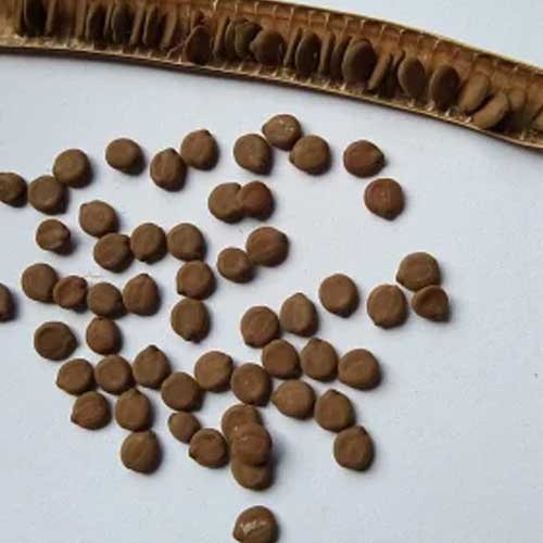 Sarpagandha Seeds