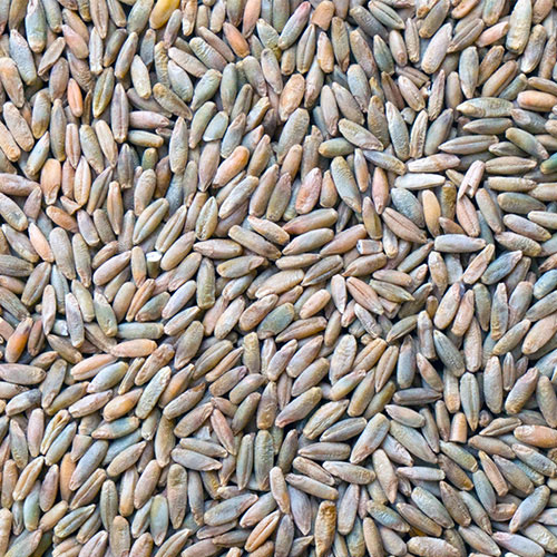 Rye Seeds