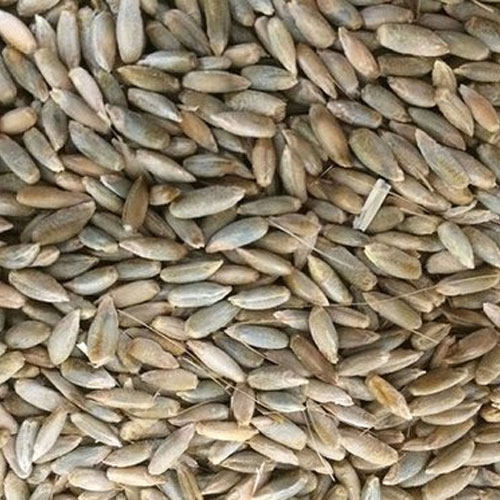 Rye Seeds