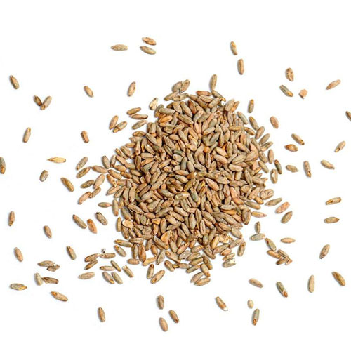 Rye Seeds