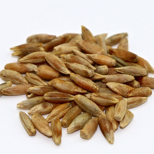 Rye Seeds
