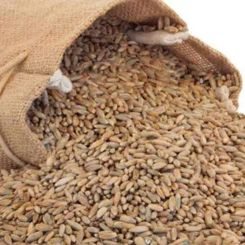 Rye Seeds