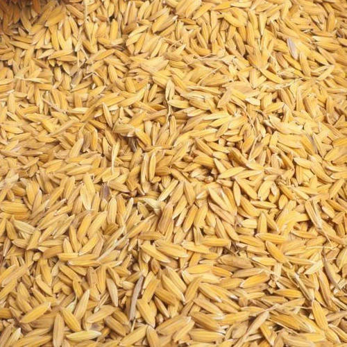 Basmati Seeds