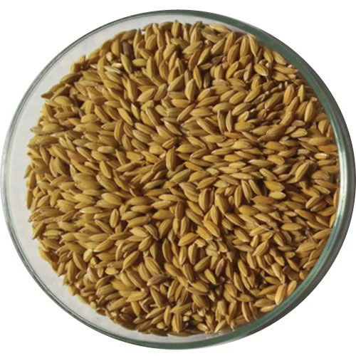 Basmati Seeds