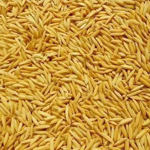 Basmati Seeds