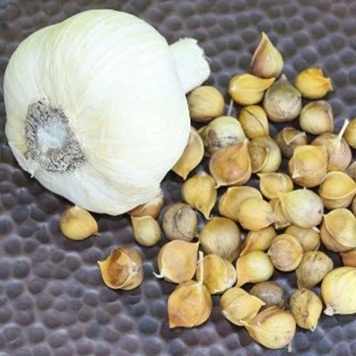 Garlic Seeds