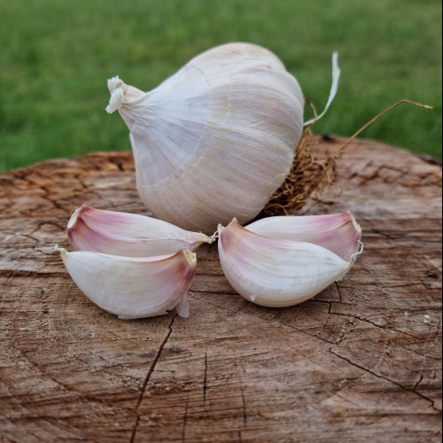 Garlic Seeds