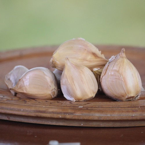 Garlic Seeds