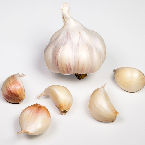 Garlic Seeds
