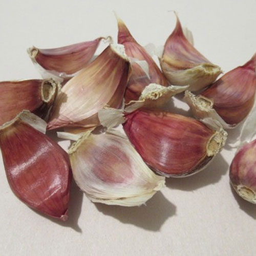 Garlic Seeds