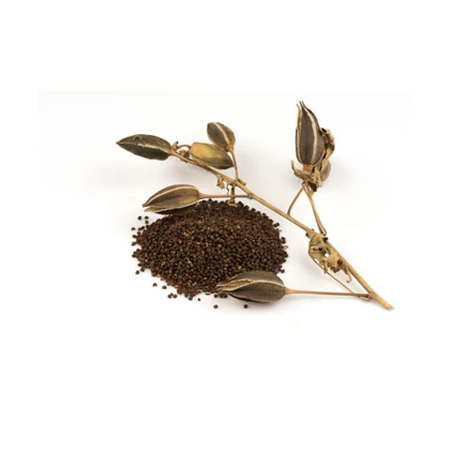 Ambrette Seeds