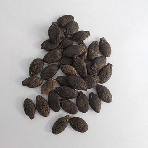 Ridge Gourd Seeds