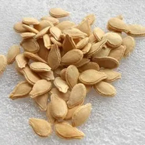 Ridge Gourd Seeds