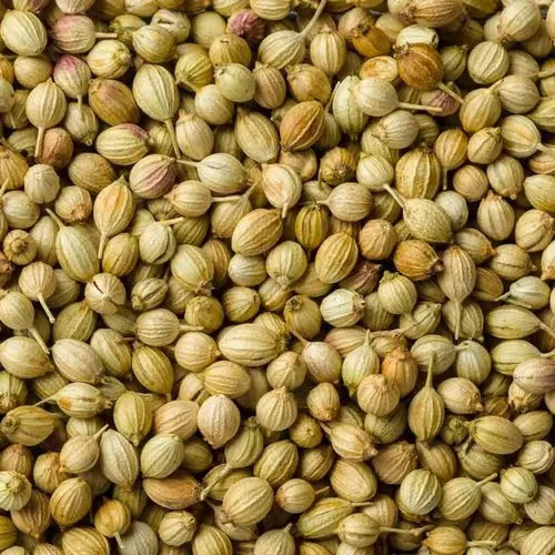 Whole Coriander Seeds