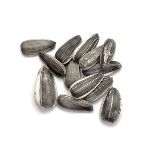 Organic Sunflower Seed