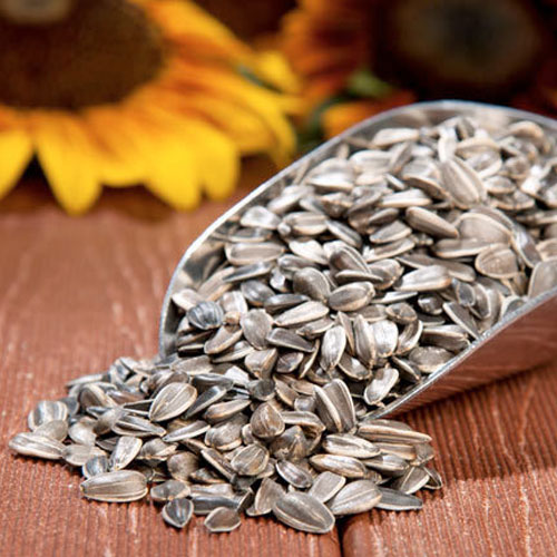 Organic Sunflower Seed