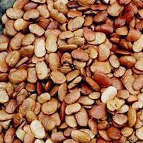 Pongamia Pinnata Seeds