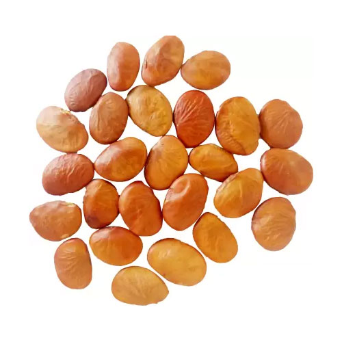 Pongamia Pinnata Seeds