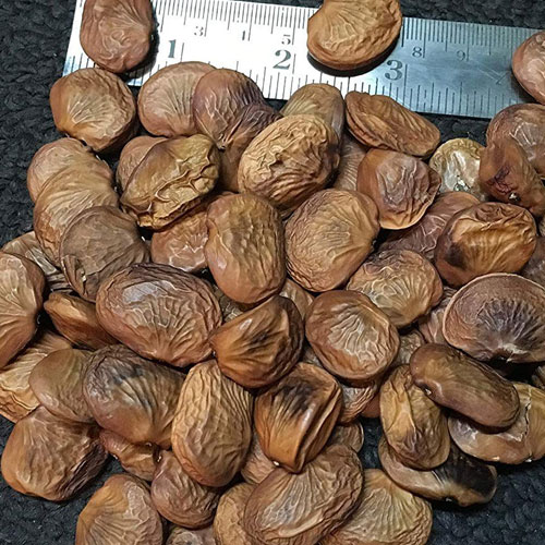 Pongamia Pinnata Seeds