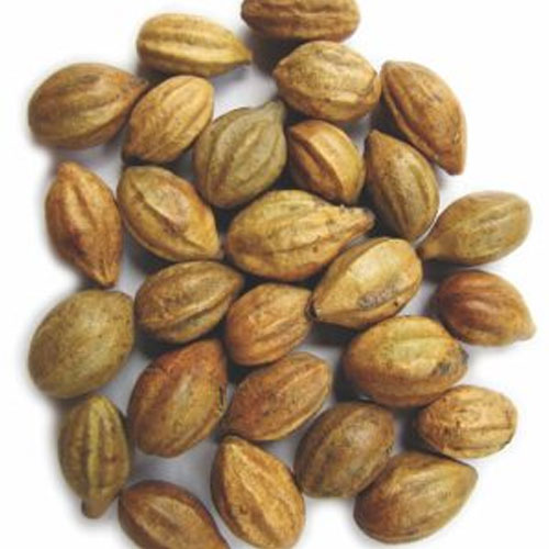 Pongamia Pinnata Seeds