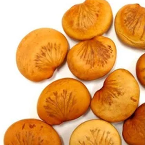 Pongamia Pinnata Seeds