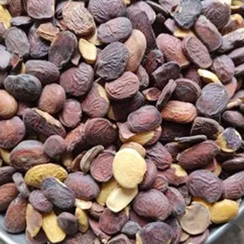 Pongamia Pinnata Seeds