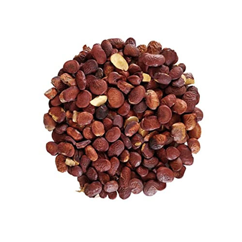 Pongamia Pinnata Seeds