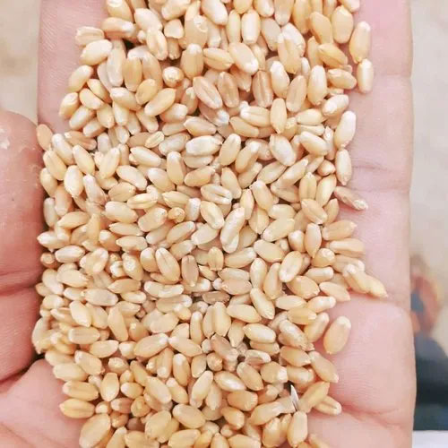 Organic Wheat Seeds